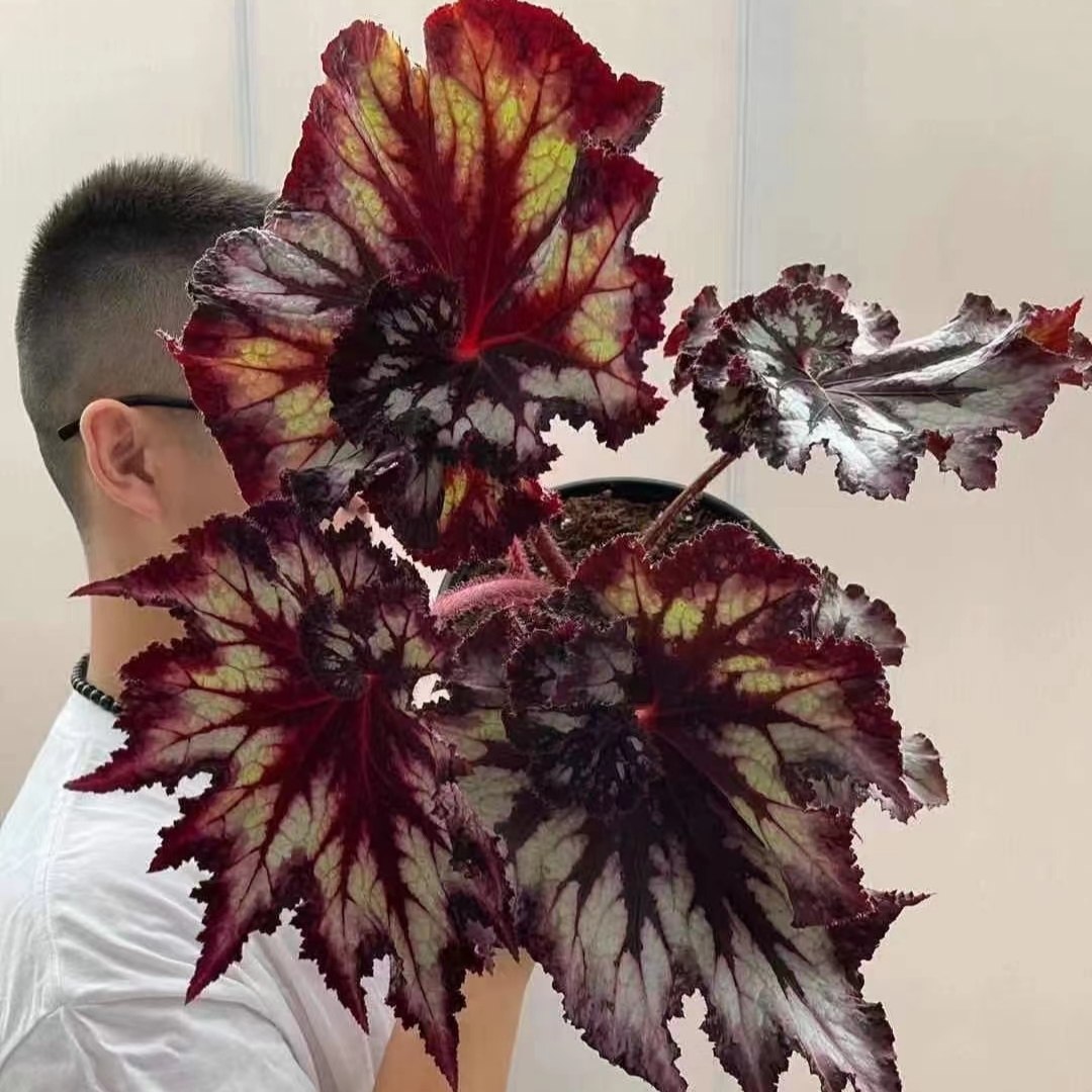 暗夜星空秋海棠绿植防辐射净化空气入门好养办公室阳台客厅盆栽,淘宝优惠券,粉丝福利购,淘宝优惠卷