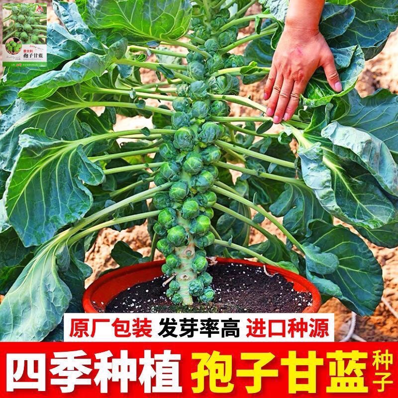 进口小包菜籽种特色抱子甘蓝包心菜种高产四季盆栽大田蔬菜籽种苗 - 图3