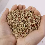 Смешанный рис, голуби, кормившие сорго, кормящие цыплят без кукурузных шлаков, питательный пищевой пищевой голуб