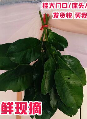 去晦气专用柚子叶老树新鲜碌柚叶乔迁带枝树叶祈福沐浴晦气转运