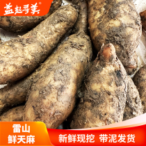 Guizhou Fresh Gastrodia Imitation Wild Non-Yunnan Zhaotong Non-Special Grade Origin Direct Non-Dry Goods Now Dig A Hair