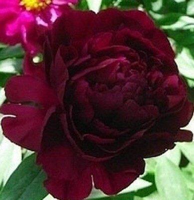 四季种芍药根块带芽芍药种根芍药花苗当年开花芍药花根赛牡丹玫瑰