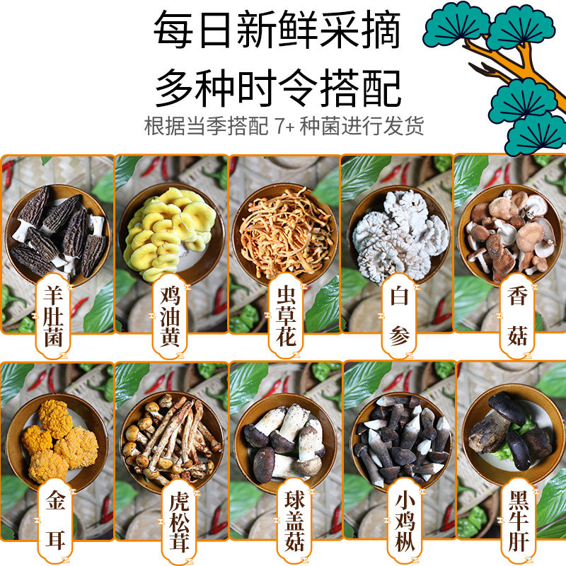 套餐云南菌子火锅食材新鲜菌菇拼盘牛肝菌云南野生菌鲜蘑菇组合包