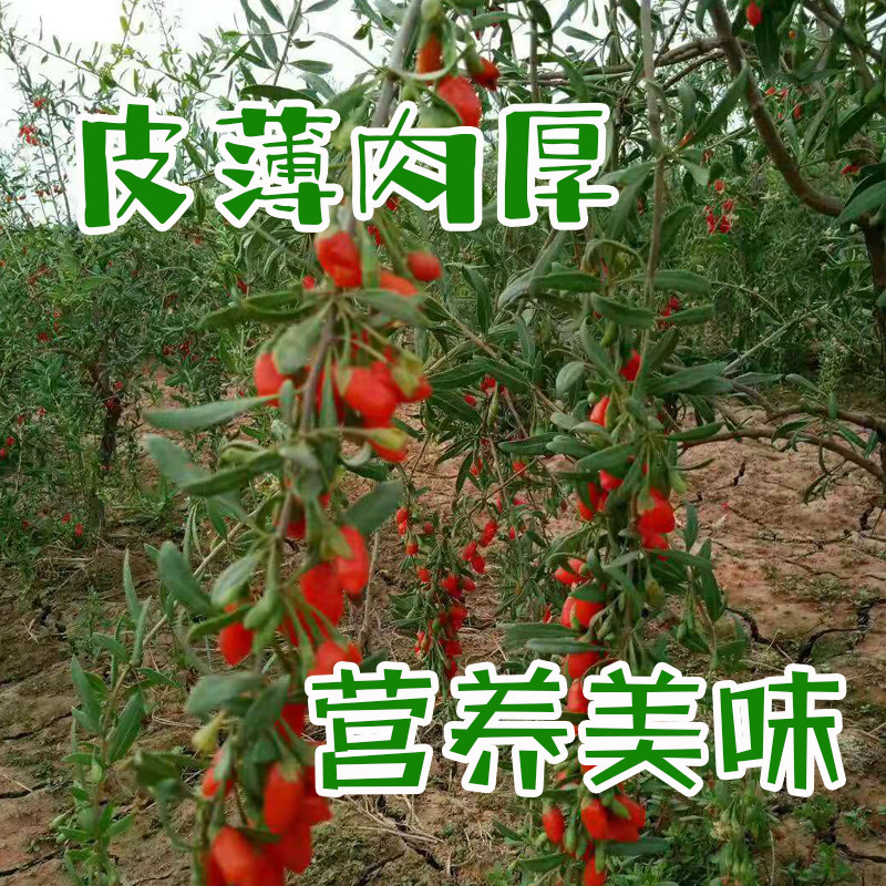 头茬新鲜枸杞子鲜果宁夏正宗苟杞现摘构杞即食大颗粒礼盒500g