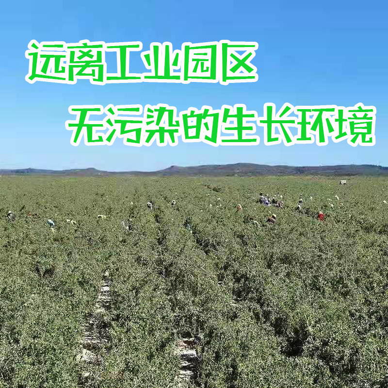 头茬新鲜枸杞子鲜果宁夏正宗苟杞现摘构杞即食大颗粒礼盒500g