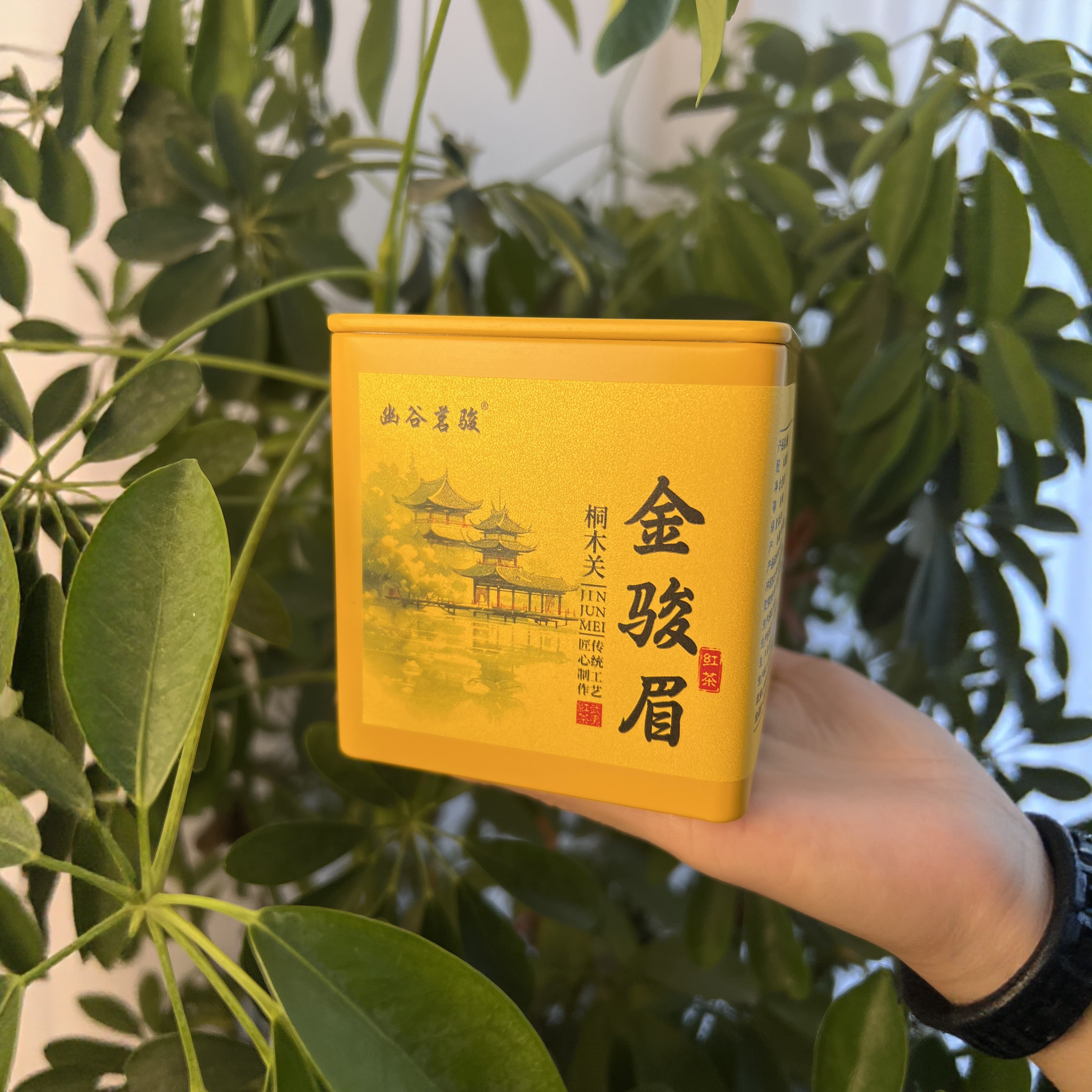 武夷山桐木关·金骏眉一两罐装 - 图0