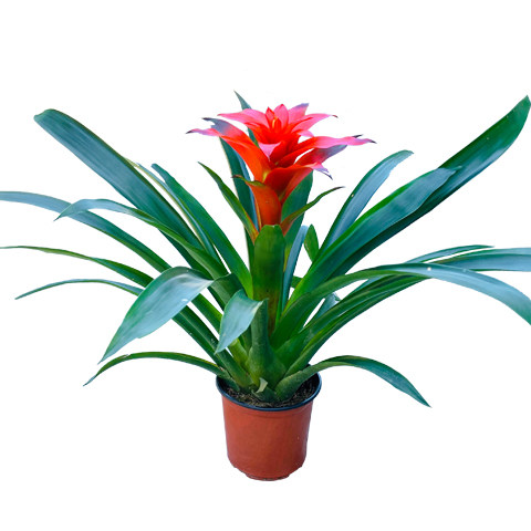 鸿运当头盆栽植物室内大苗红色花卉红星凤梨带花四季开花客厅盆景 - 图3