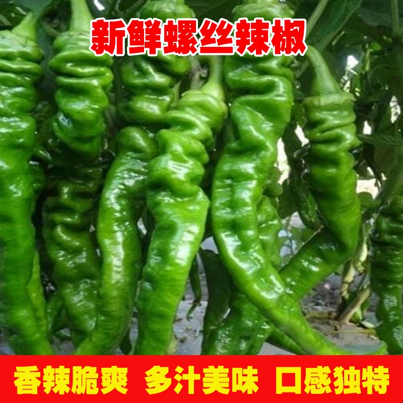 云南新鲜螺丝椒皱皮薄皮青椒高山农家蔬菜微辣香辣虎皮嫩辣椒3斤5