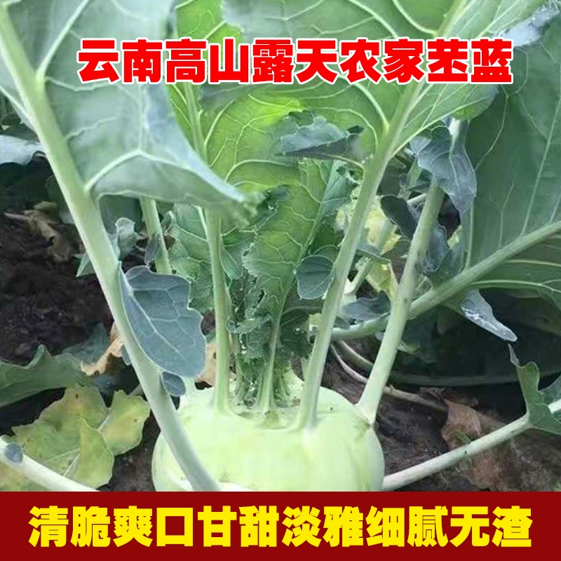 正宗云南高山新鲜苤蓝甘蓝无筋大头菜芥菜现摘现发农家种坏果包赔