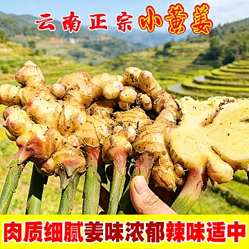 新鲜生姜现挖云南小黄姜[5元优惠券]-寻折猪