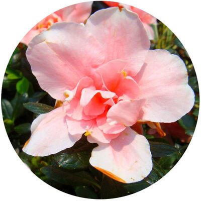 杜鹃花盆栽鲜花大棵四季特大家用家养花卉室内开花不断家庭植物 虎窝淘