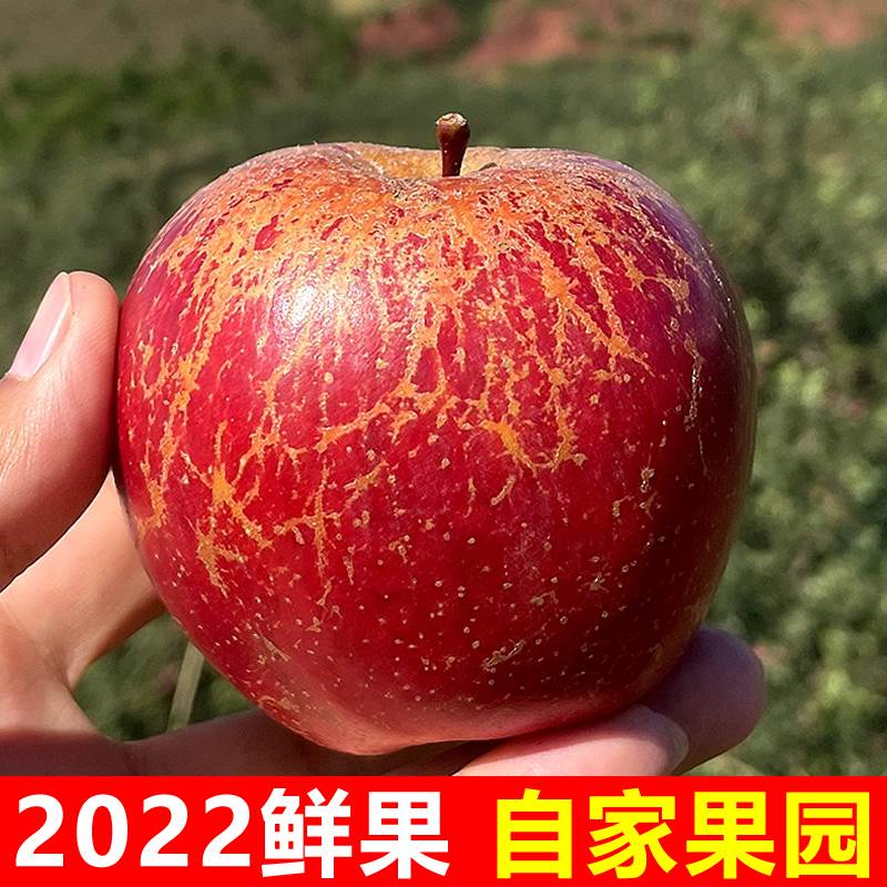 2023四川大凉山丑苹果冰糖心盐源当季新鲜孕妇水果整箱10斤野生-图1