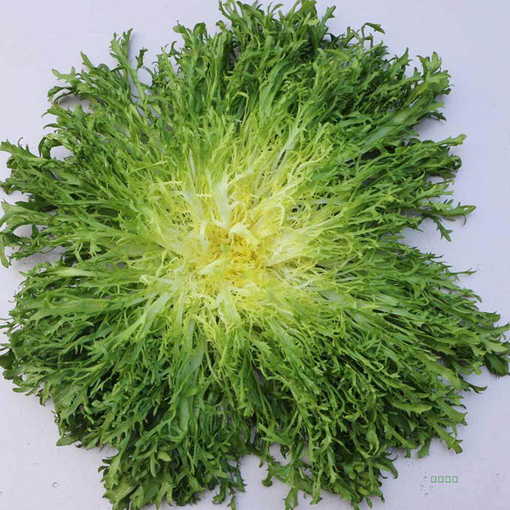 新鲜苦菊苦叶生菜苦苣九牙菜西餐沙拉蔬菜狗牙菜带箱500g