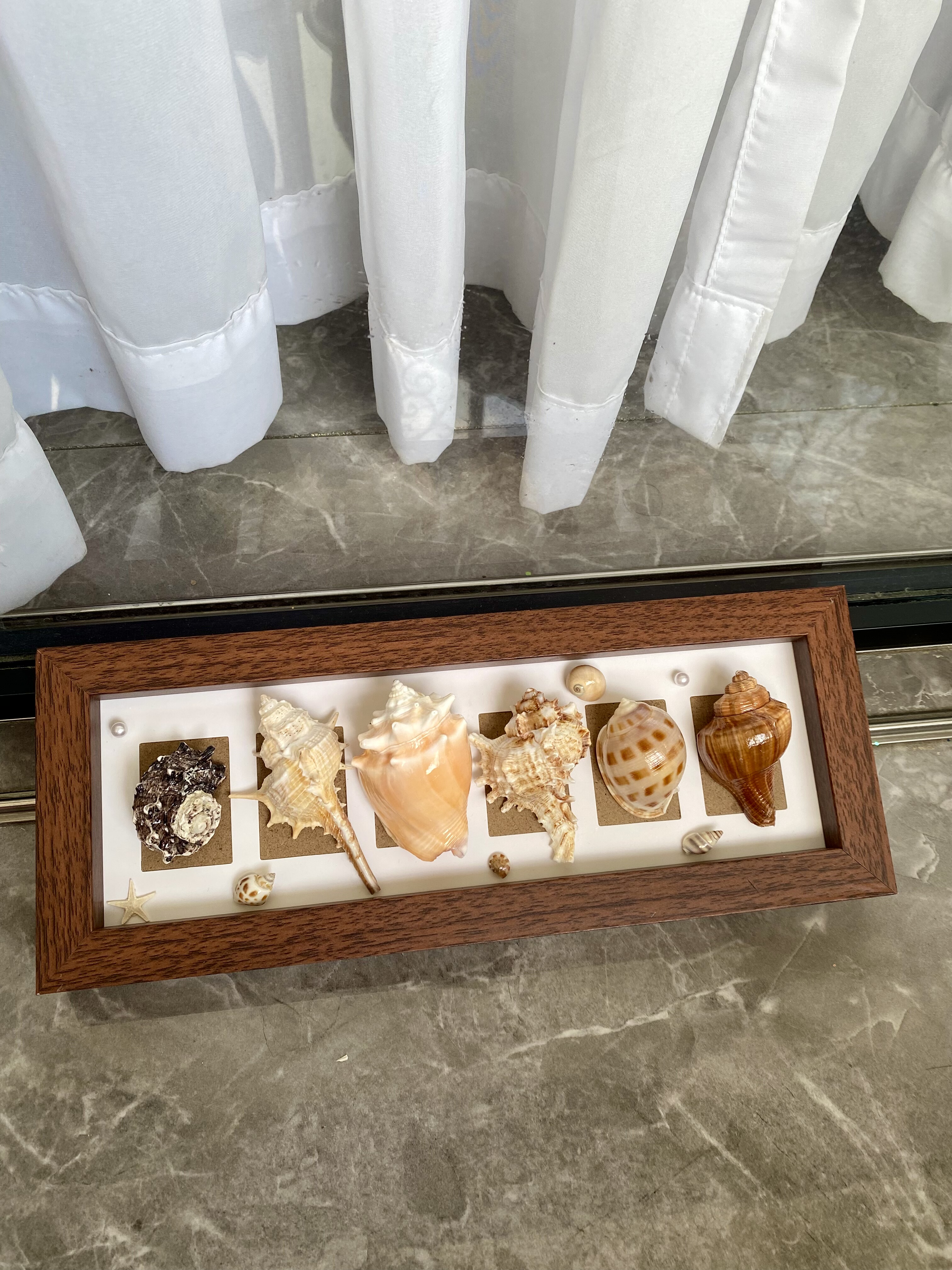 海南三亚复古海洋天然海胆海螺贝壳标本创意桌面摆件节日生日礼物,淘宝优惠券,粉丝福利购,淘宝优惠卷