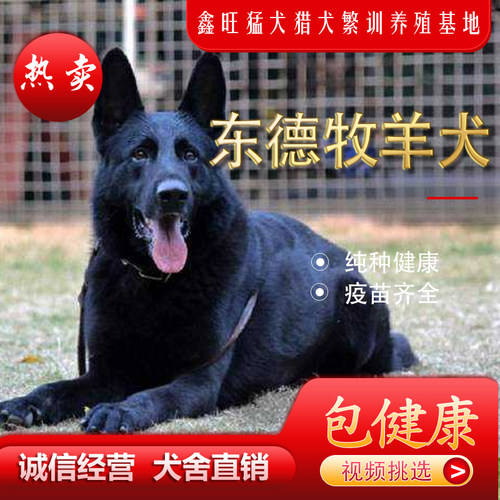 高品质东德牧羊犬纯黑色太极色狼灰色护卫伴侣犬双血统幼犬 - 图2