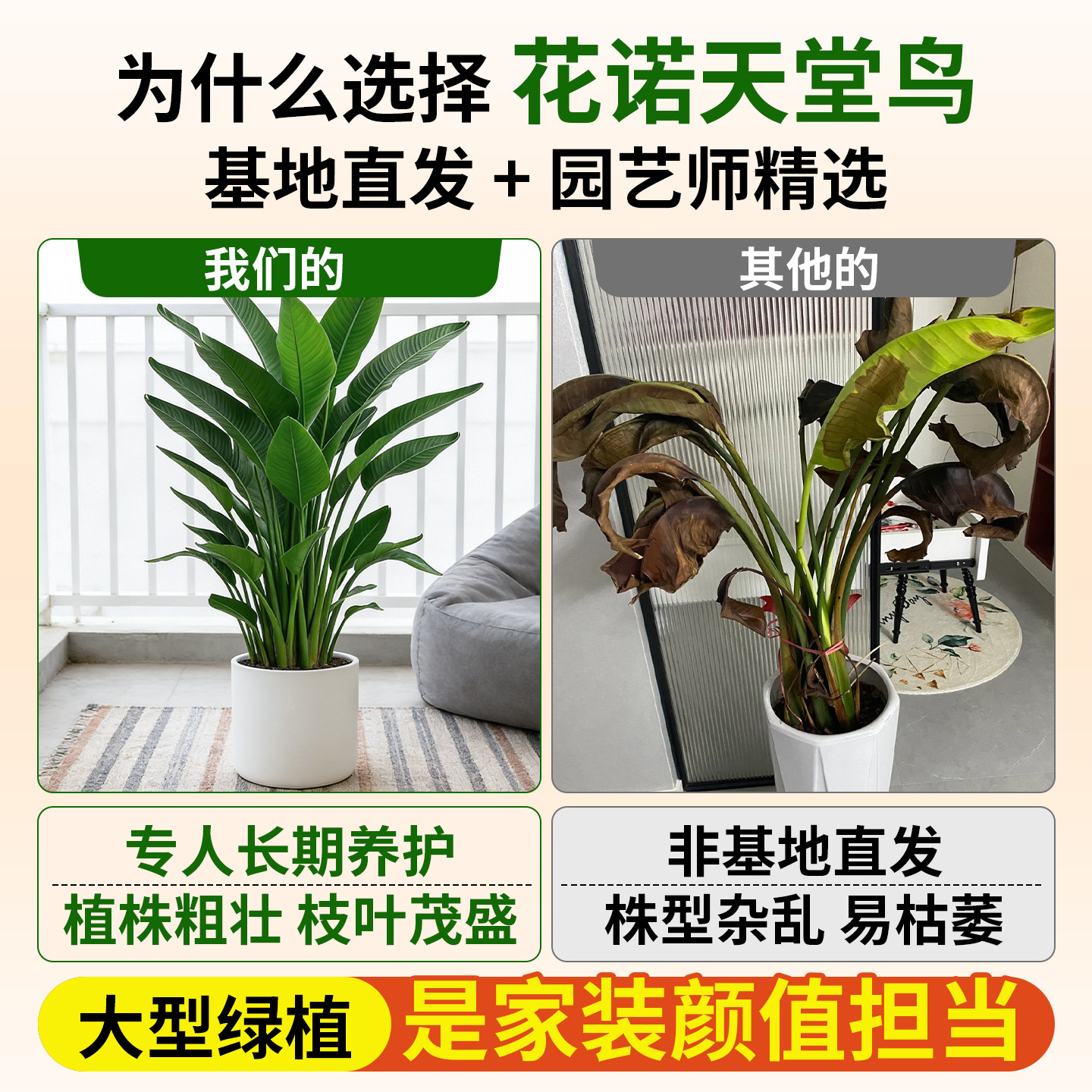 天堂鸟盆栽室内客厅高级感大型绿植办公室大叶植物高端鹤望兰新房,淘宝优惠券,粉丝福利购,淘宝优惠卷