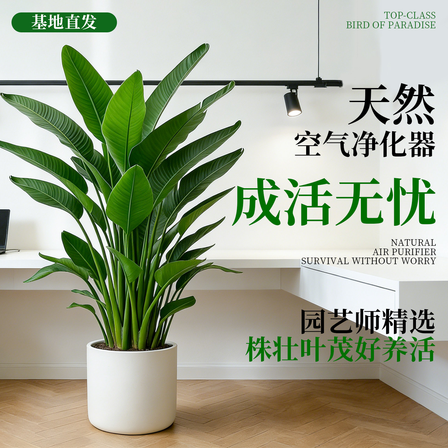 天堂鸟盆栽室内客厅高级感大型绿植办公室大叶植物高端鹤望兰新房,淘宝优惠券,粉丝福利购,淘宝优惠卷