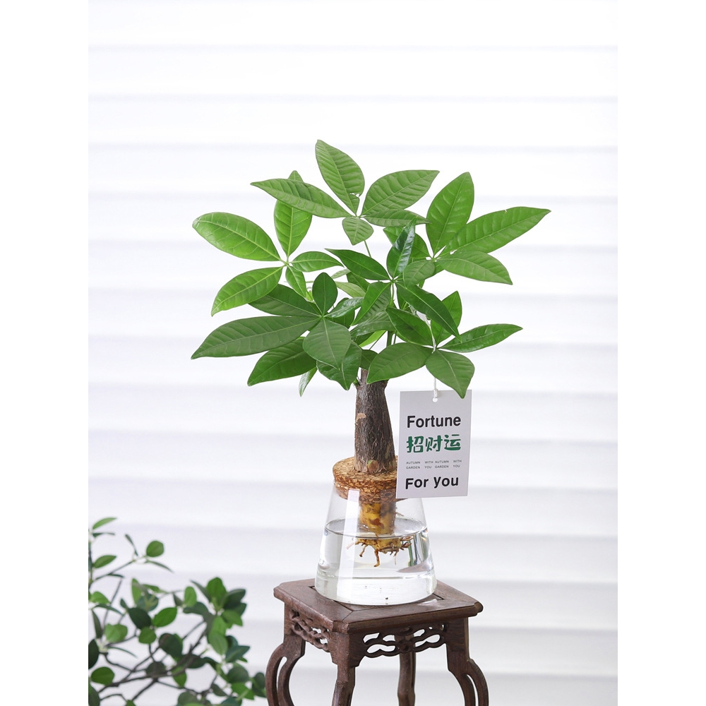 发财树盆栽客厅室内桌面好养懒人水土培植物绿萝净化空气绿植盆景 - 图3