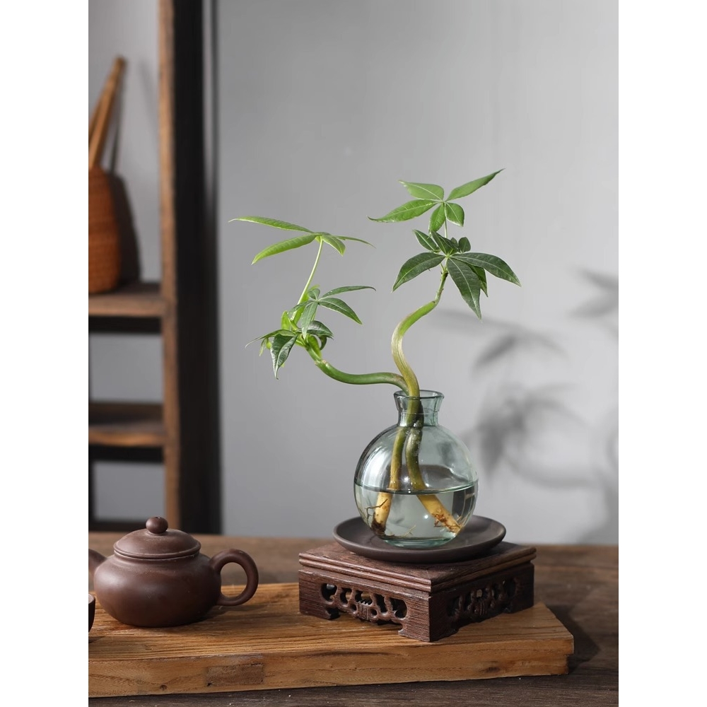 发财树盆栽客厅室内桌面好养懒人水土培植物绿萝净化空气绿植盆景 - 图1