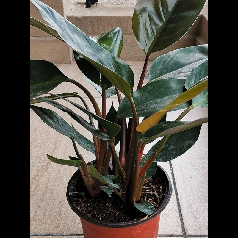 红钻金钻大叶盆栽绿植花卉落地居家大型花卉四季常青好养室内植物 - 图2