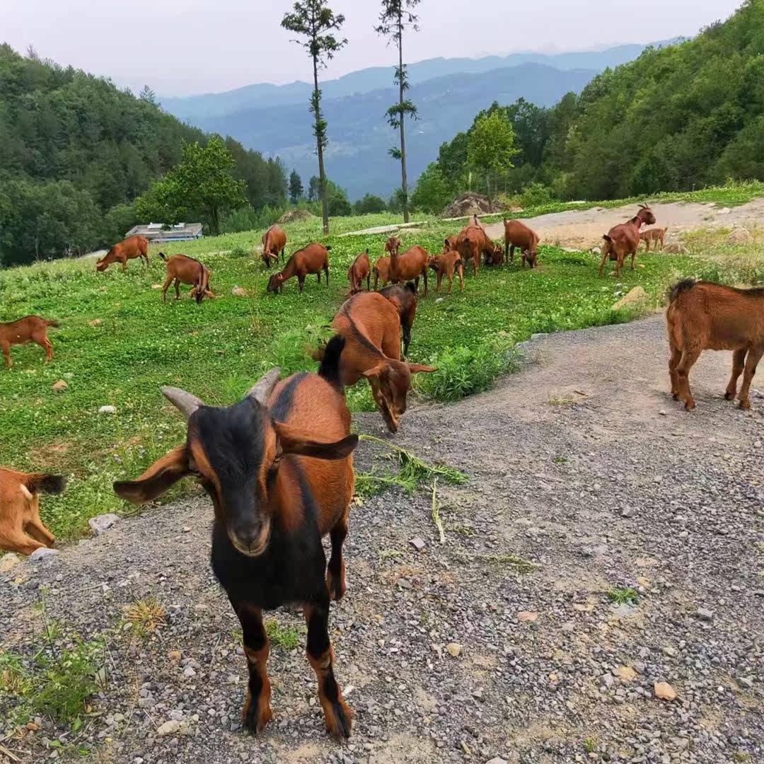 南江黄羊原种地纯种怀孕母羊种公羊波尔山羊活苗小羊羔黄金羊养殖