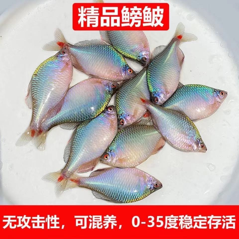 鳑鲏鱼好养淡水观赏鳑鲏鱼七彩旁皮除藻冷水活体小型原生鱼群游鱼-图1