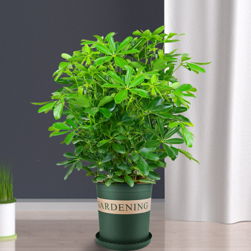 鸭脚木盆栽七叶莲八方来财室内客厅易成活净化空气大型绿植招财树,淘宝优惠券,粉丝福利购,淘宝优惠卷