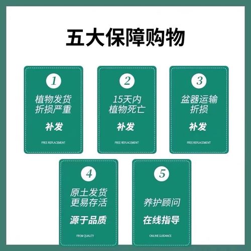茉莉花苗盆栽带花苞九里香老桩驱蚊水培栀子花卉绿植物室内外好养 - 图2