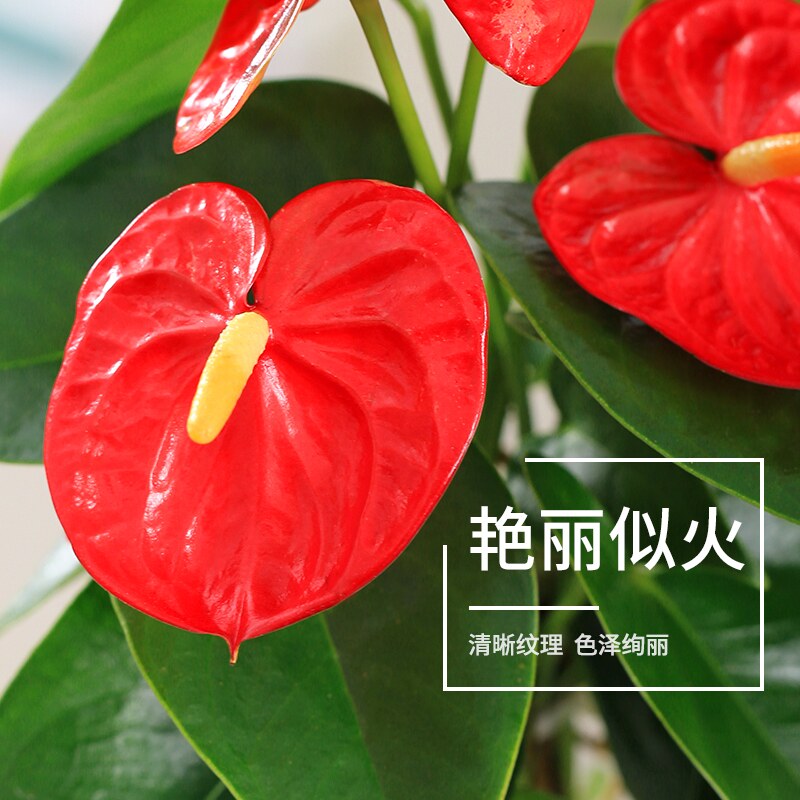 红掌盆栽客厅水培水养花卉植物办公室内鸿运当头白掌一帆风顺绿植