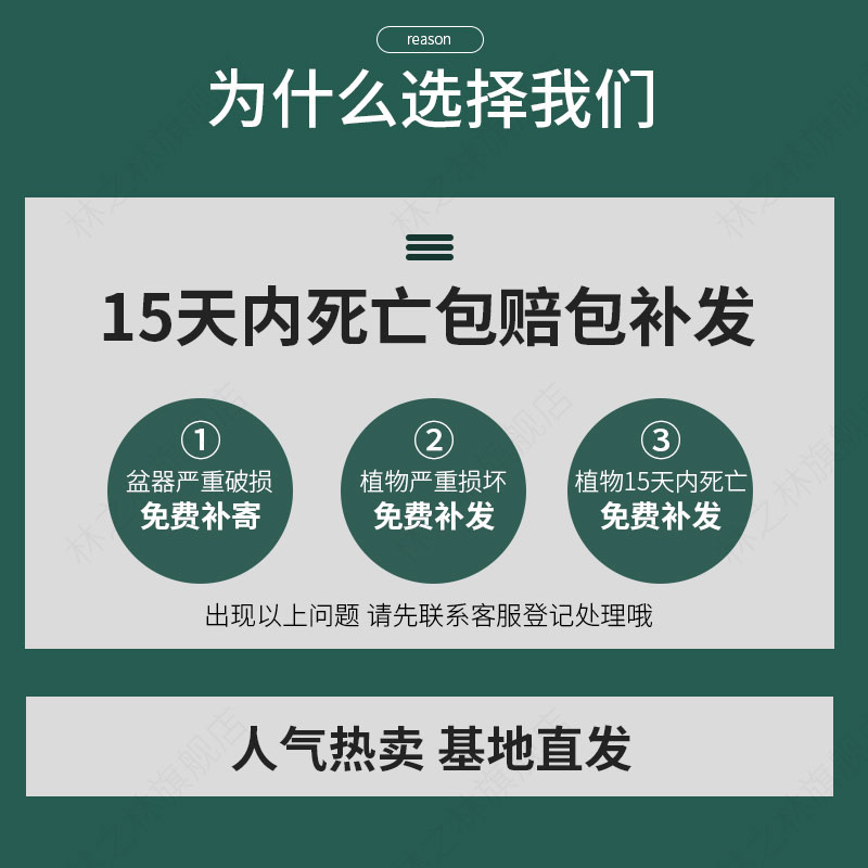 正宗清香胡椒木盆栽室内桌面驱蚊草四季好养花卉绿植净化空气植物