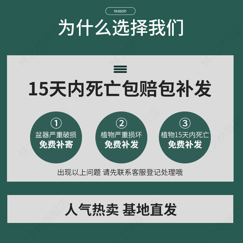 满天星盆栽室内阳台带花苞四季开花不断植物办公桌面好养观花绿植