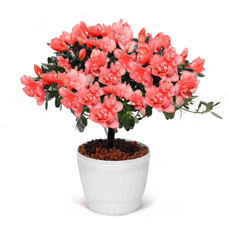 杜鹃花盆栽带花苞大棵苗观花植物室内外阳台花卉绿植好养活四季开
