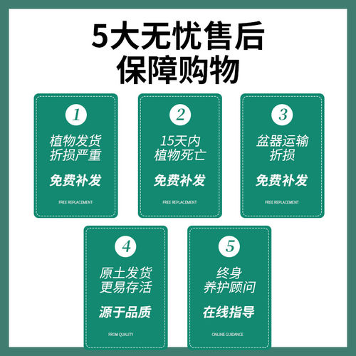 九里香盆栽浓香四季室内植物花卉带花苞七里香树苗千里眼盆景绿植 - 图2