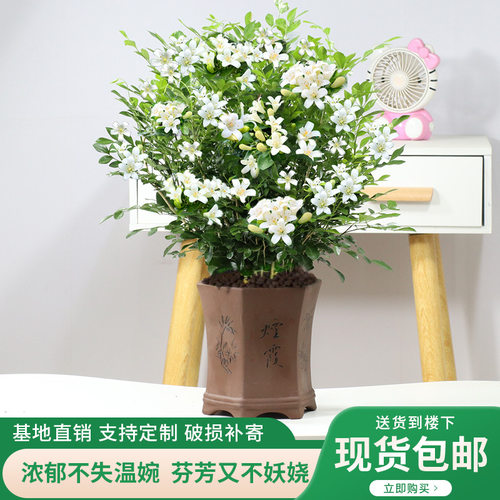 九里香盆栽浓香室内植物花卉带花苞七里香树苗千里眼盆景绿植好养 - 图0