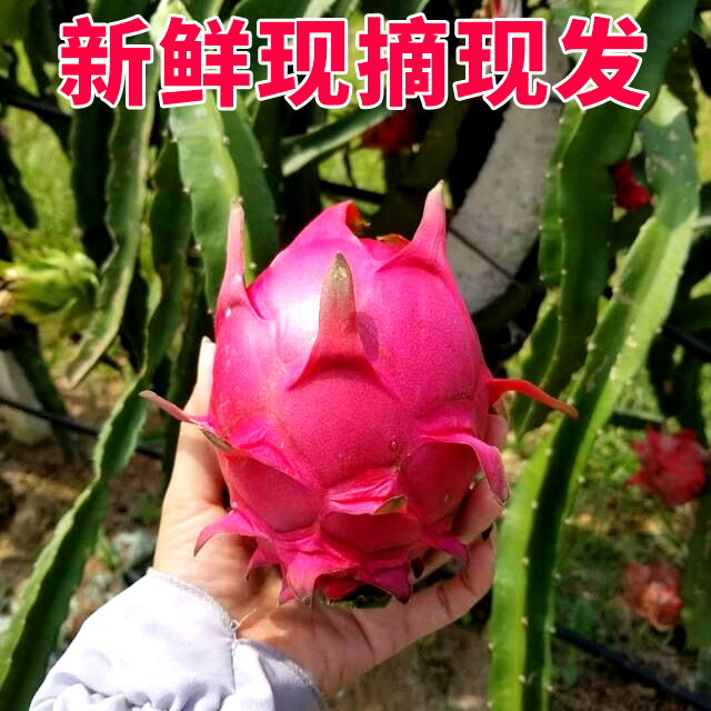半亩香旗舰店金都一号蜜宝红心火龙果迷你中小果新鲜水果净重5斤箱包邮海南102