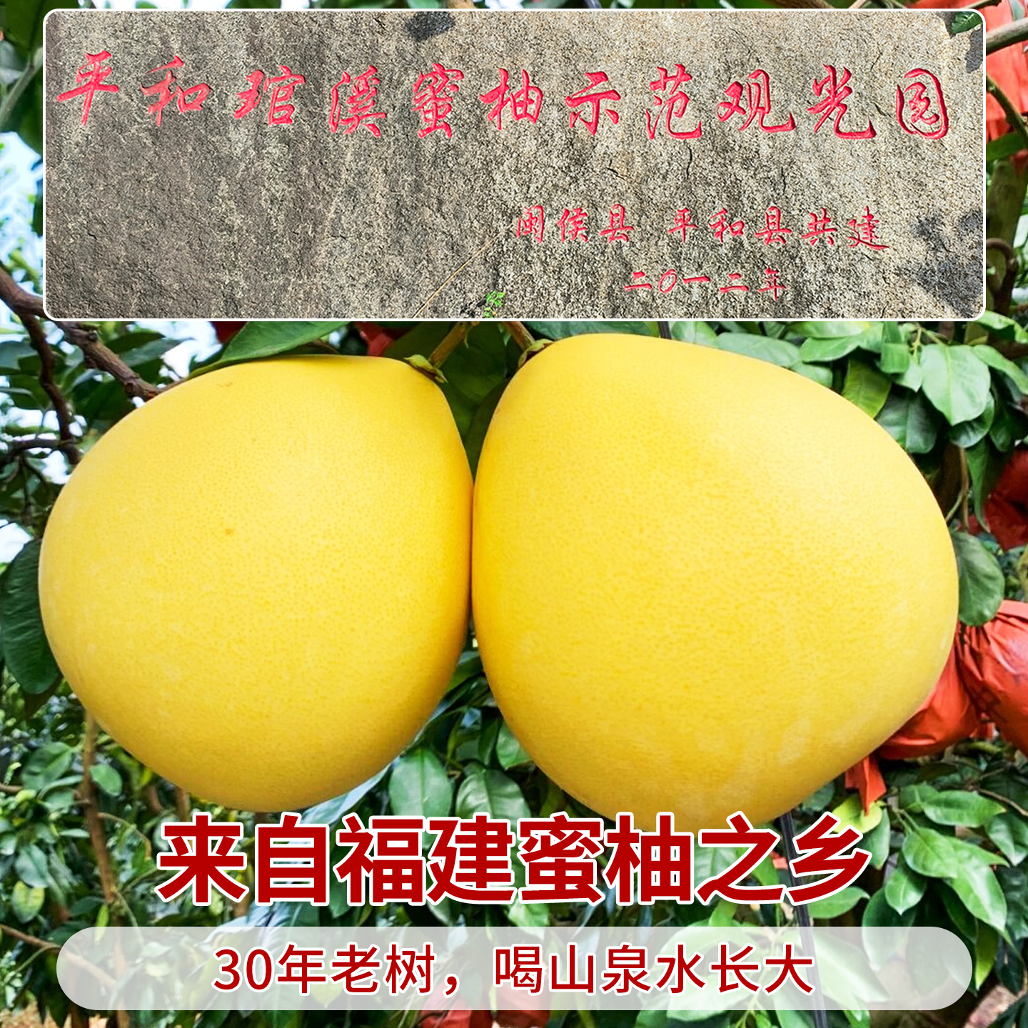 10斤福建平和白心柚子白肉蜜柚新鲜当季水果管溪红甜柚三9礼盒 - 图3