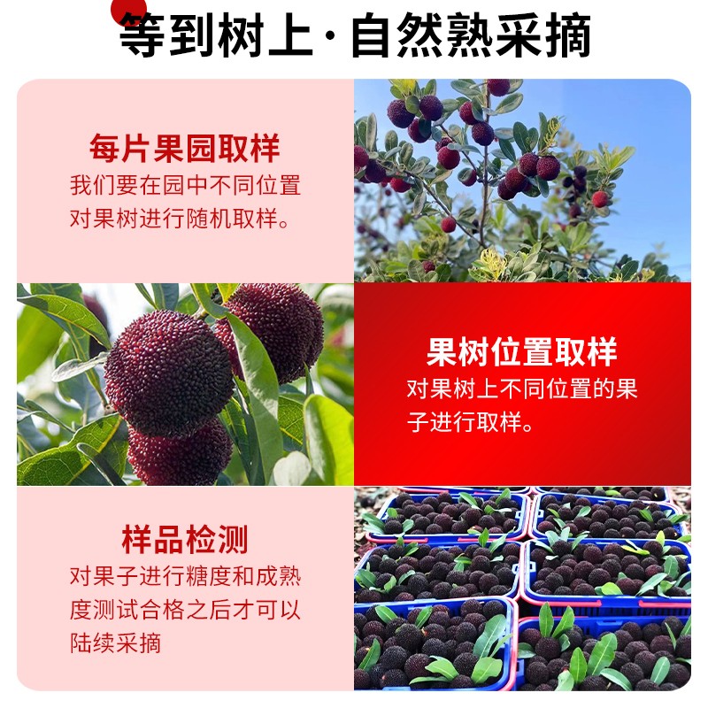 空运现货云南特早杨梅鲜果5斤新鲜水果现摘现发当季包邮非冰冻10-图1