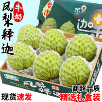 Pineapple Sakago Fresh 5 catties fruit extra-large gift box loaded with milk Dried Lychee Forest Buddha head fruit whole box