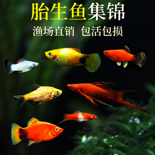 胎生鱼玛丽鱼皮球鱼好养耐活观赏鱼活体易繁殖小型热带鱼米奇包邮 - 图1