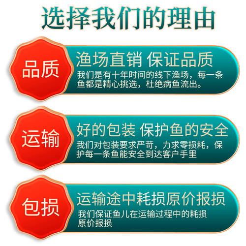 胎生鱼玛丽鱼皮球鱼好养耐活观赏鱼活体易繁殖小型热带鱼米奇包邮 - 图2