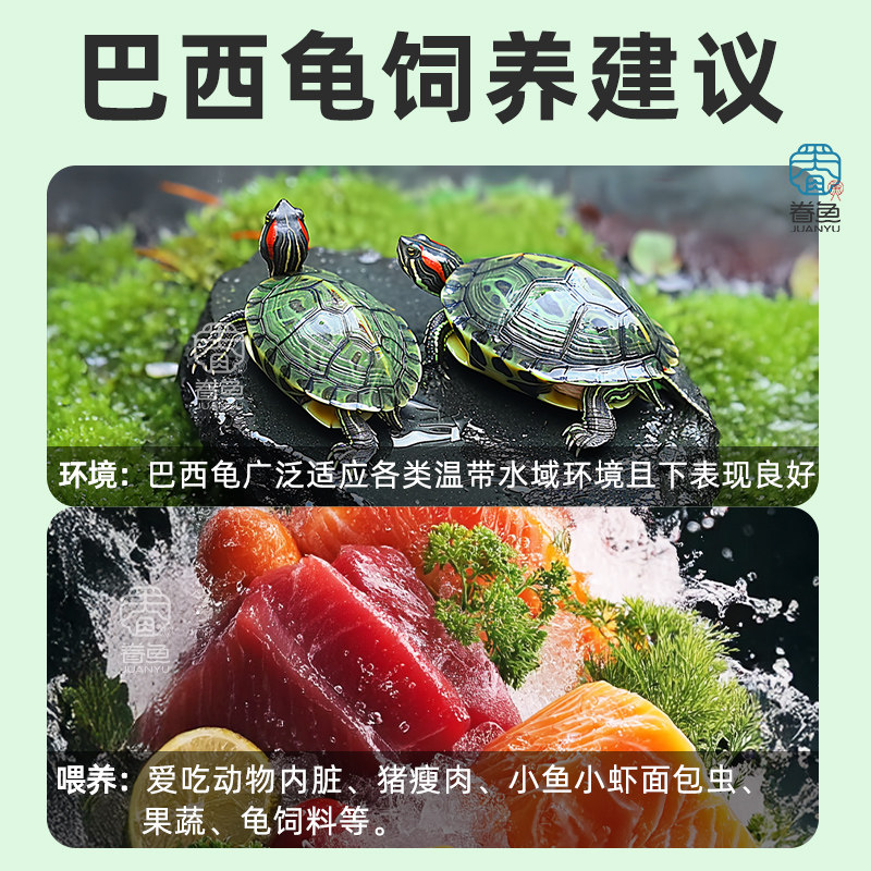 乌龟活物大巴西龟小长寿观赏宠物龟黄金巴西龟绿色情侣红耳龟,淘宝优惠券,粉丝福利购,淘宝优惠卷