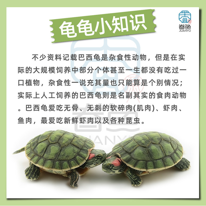 乌龟活物大巴西龟小长寿观赏宠物龟黄金巴西龟绿色情侣红耳龟,淘宝优惠券,粉丝福利购,淘宝优惠卷