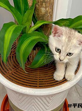 网盖防猫抓花盆通风管护土盖倒出