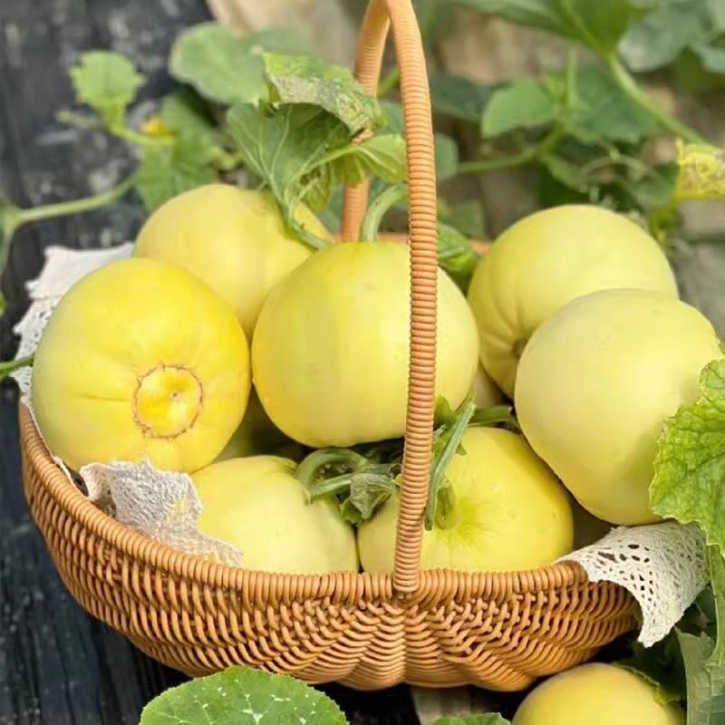 山东头茬甜瓜小蜜蜂蜜罐甜瓜星甜20新鲜孕妇水果当季小香瓜甜蜜瓜