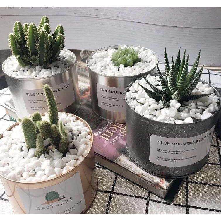 ins北欧工业风多肉植物铁罐金属罐防辐射仙人掌办公室摆设小盆栽,淘宝优惠券,粉丝福利购,淘宝优惠卷