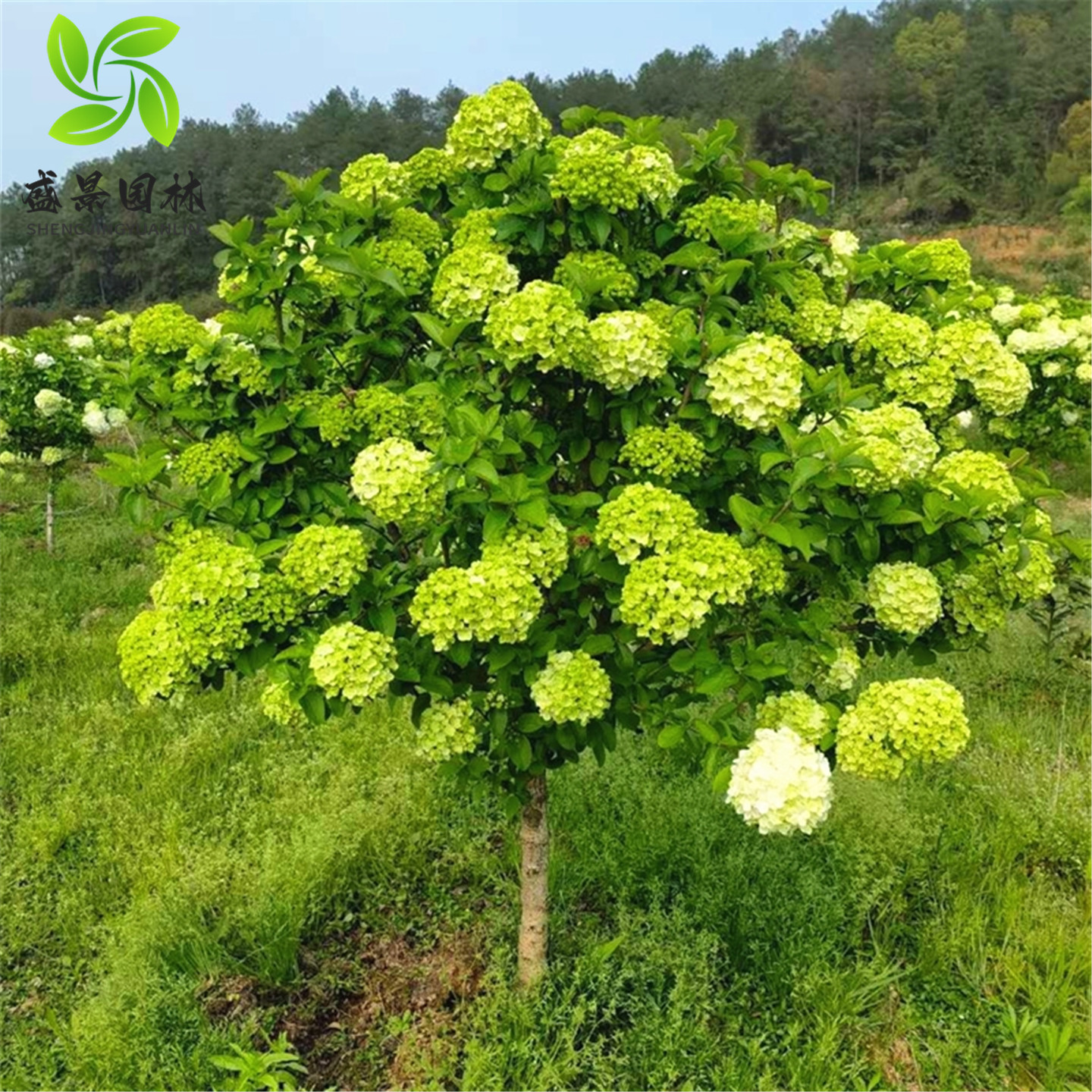 中华木本绣球树苗大花斗球白麻球苗庭院别墅耐寒盆栽风景树绣球花,淘宝优惠券,粉丝福利购,淘宝优惠卷