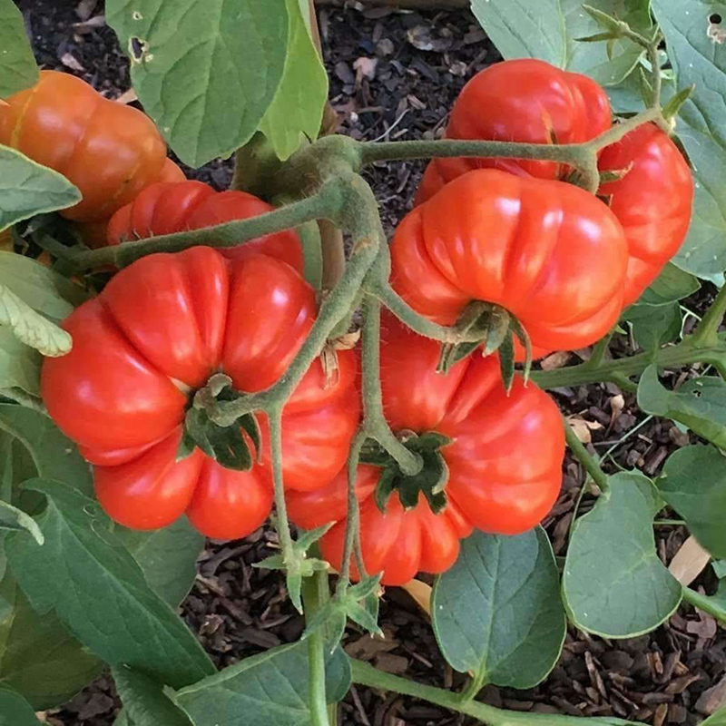 【MARSEED火星家】传家宝科斯塔热那亚马蹄大番茄种子秧苗盆栽