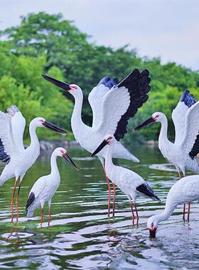 户外玻璃钢仿真白鹭雕塑园林景观白鹤仙鹤别墅庭院水池鸟摆件装饰