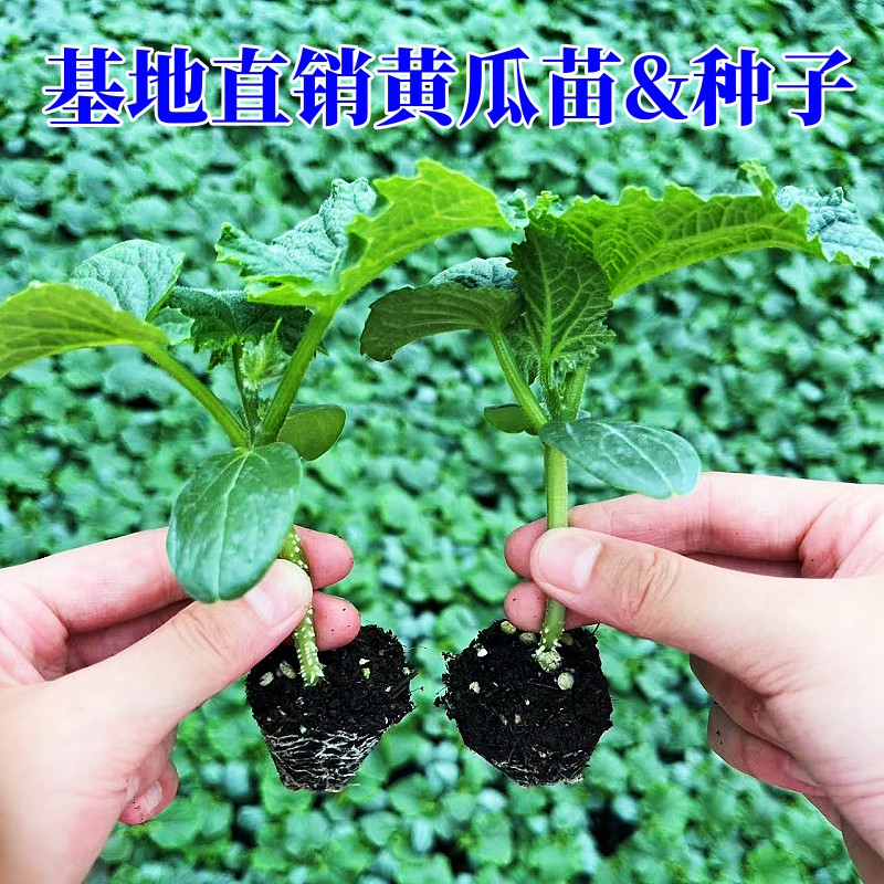 水果黄瓜苗秧阳台蔬菜苗种植盆栽南方秋季小青瓜春播四季大全种子