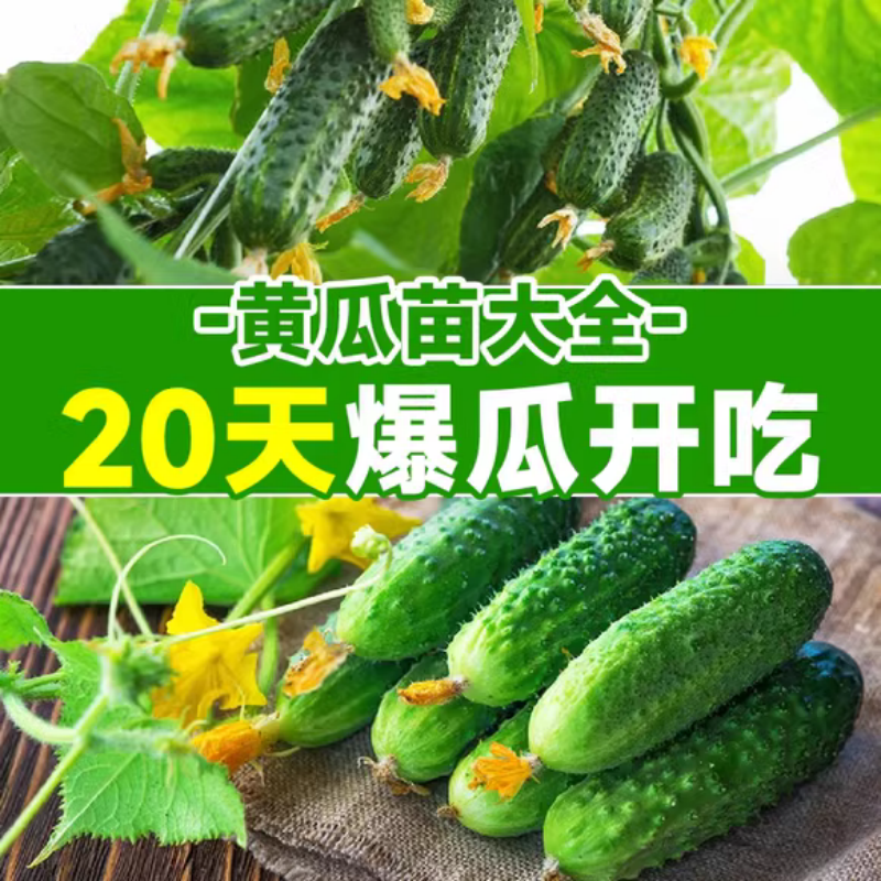 水果黄瓜苗秧阳台蔬菜苗种植盆栽南方秋季小青瓜春播四季大全种子 - 图1